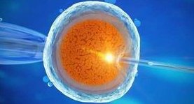 试管短方案促排相较于长方案是不是卵子弹性都很差？